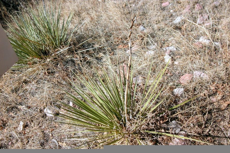Desert photos #2